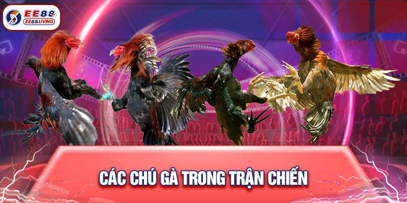 Các chú gà trong trận chiến