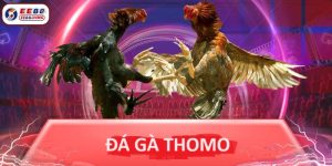 Đá gà Thomo