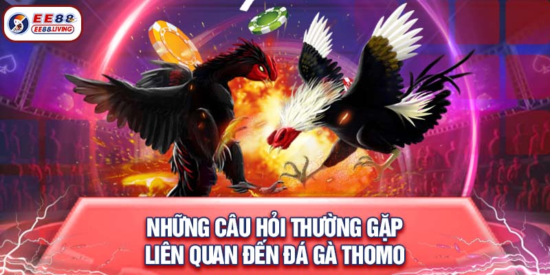 Những câu hỏi thường gặp liên quan đến đá gà Thomo