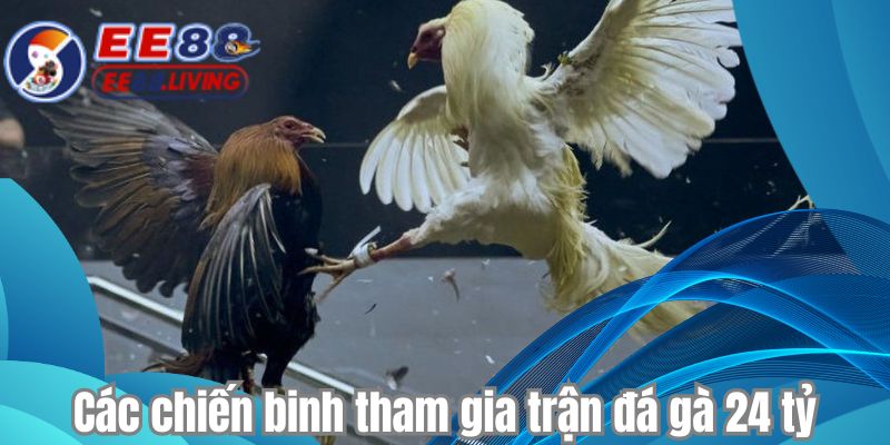 Các chiến binh tham gia trận đá gà 24 tỷ