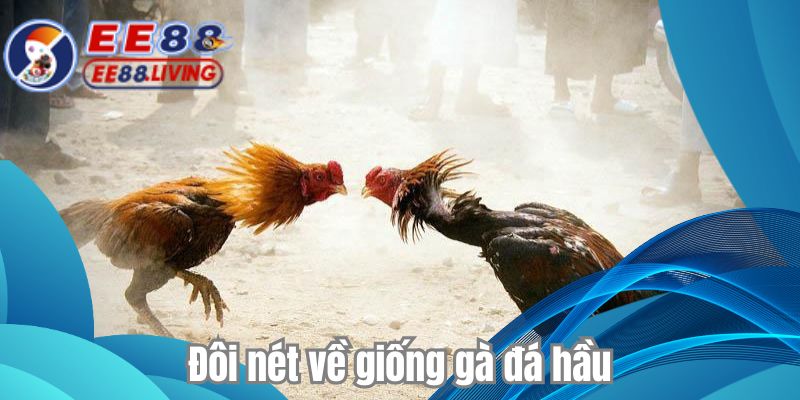 Đôi nét về giống gà đá hầu