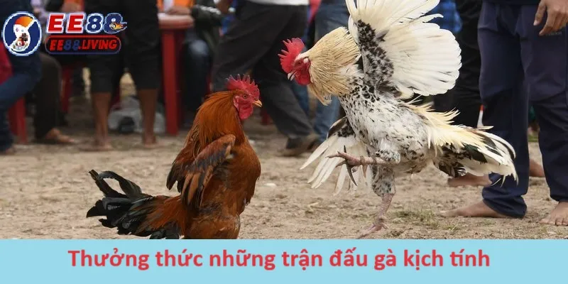 Thưởng thức những trận đấu gà kịch tính