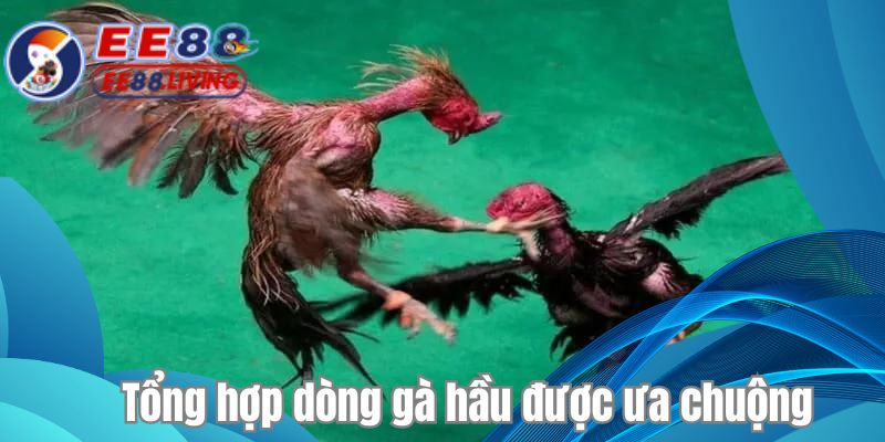 Tổng hợp dòng gà hầu được ưa chuộng 