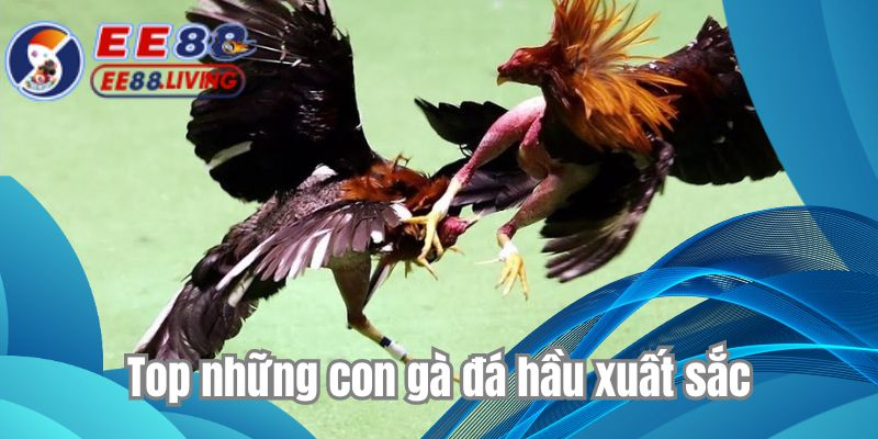 Top những con gà đá hầu xuất sắc