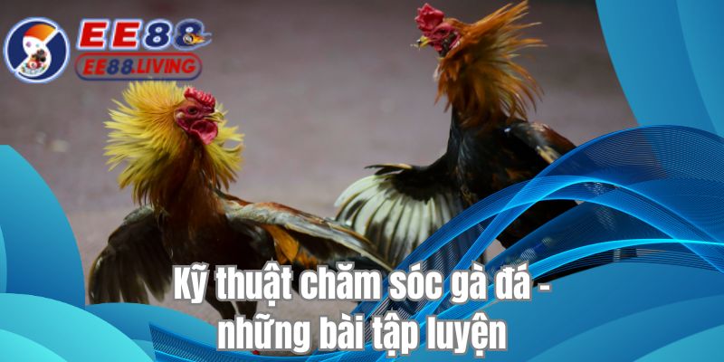 Kỹ thuật chăm sóc gà đá - những bài tập luyện