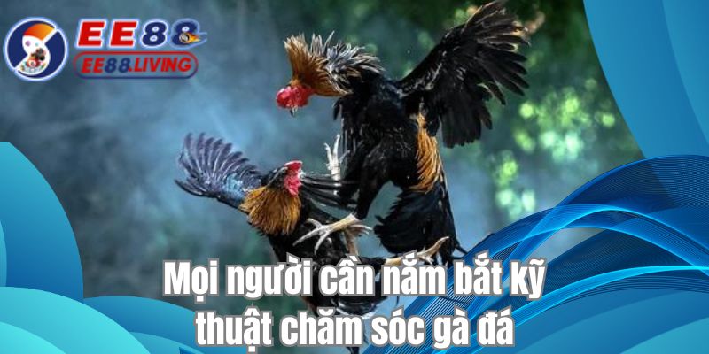 Mọi người cần nắm bắt kỹ thuật chăm sóc gà đá